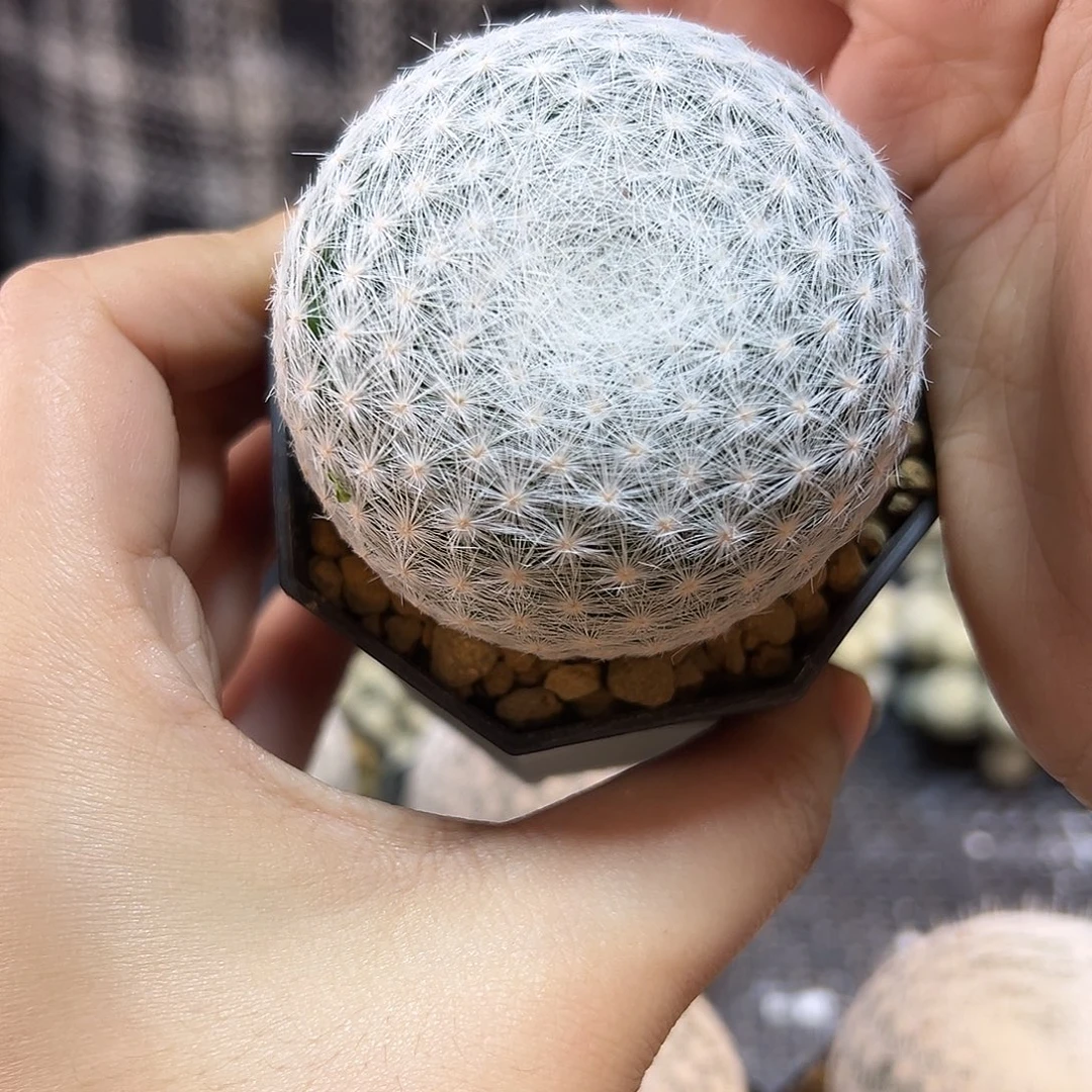 实生大型春星5公分带盆