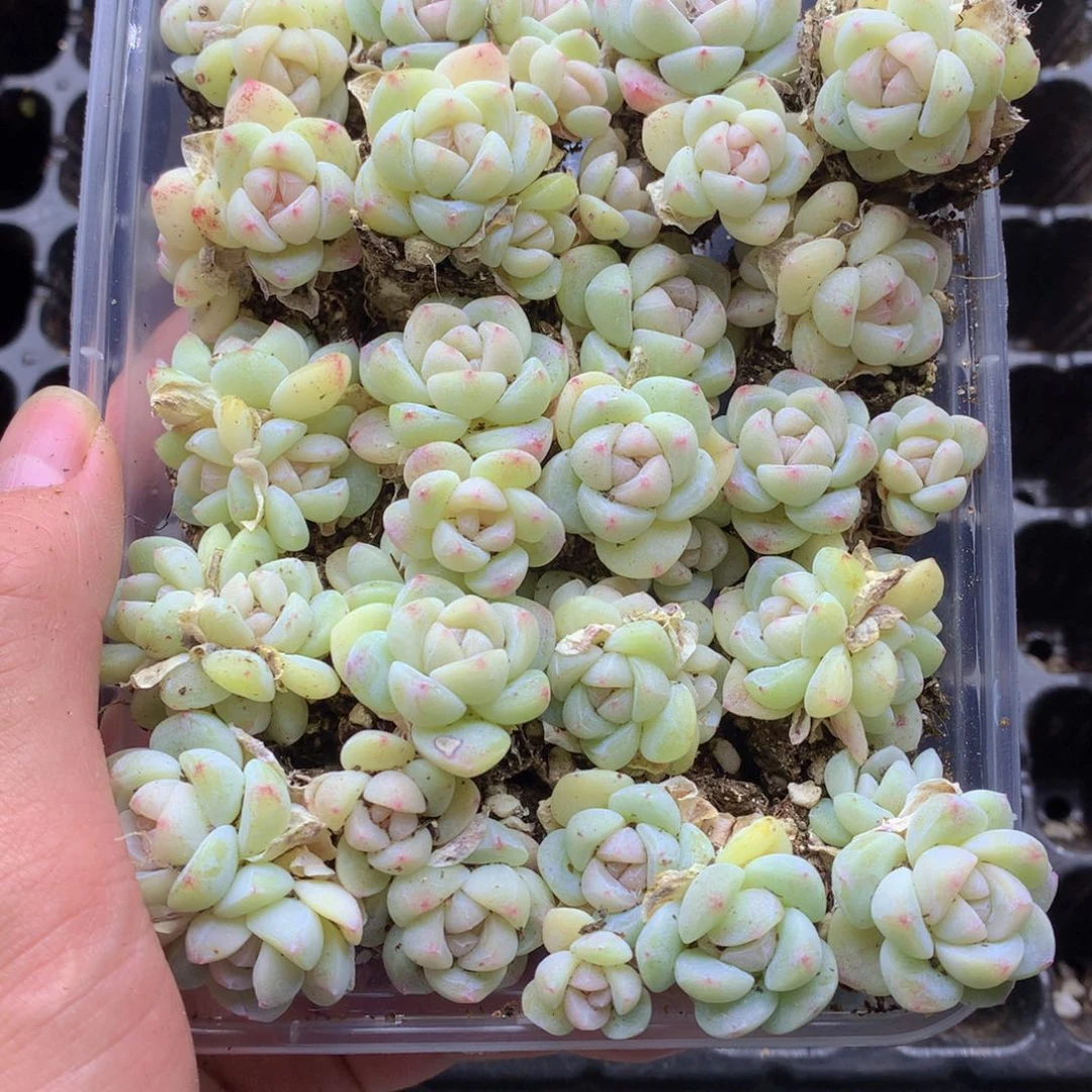 反反复复还是很开心022