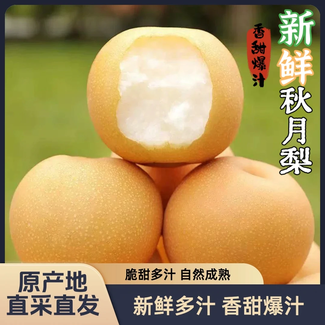 正宗秋月梨现摘现发产地直发脆甜多汁坏果包赔礼盒水果当季热卖z