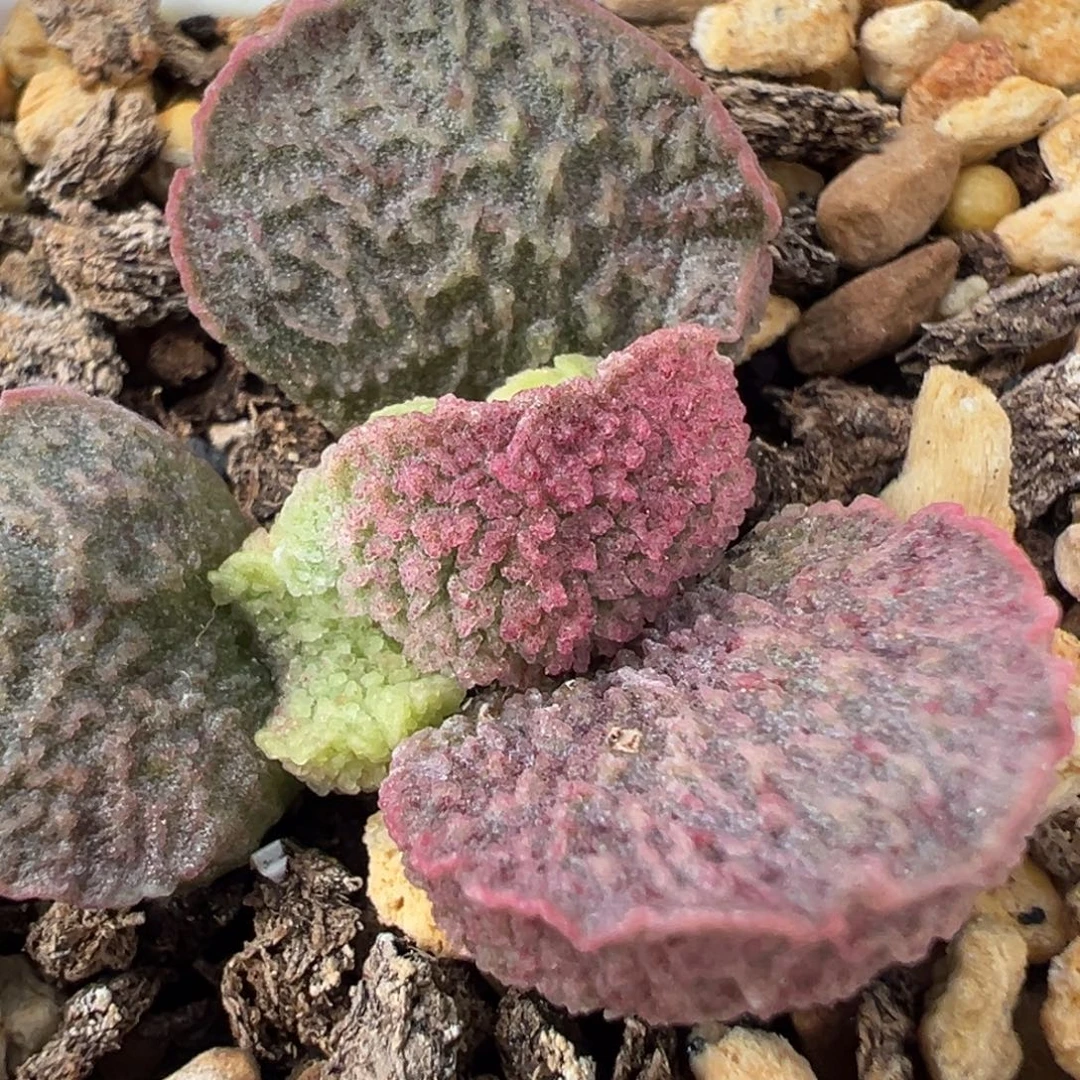 实生新品多肉植物水泡多肉植物