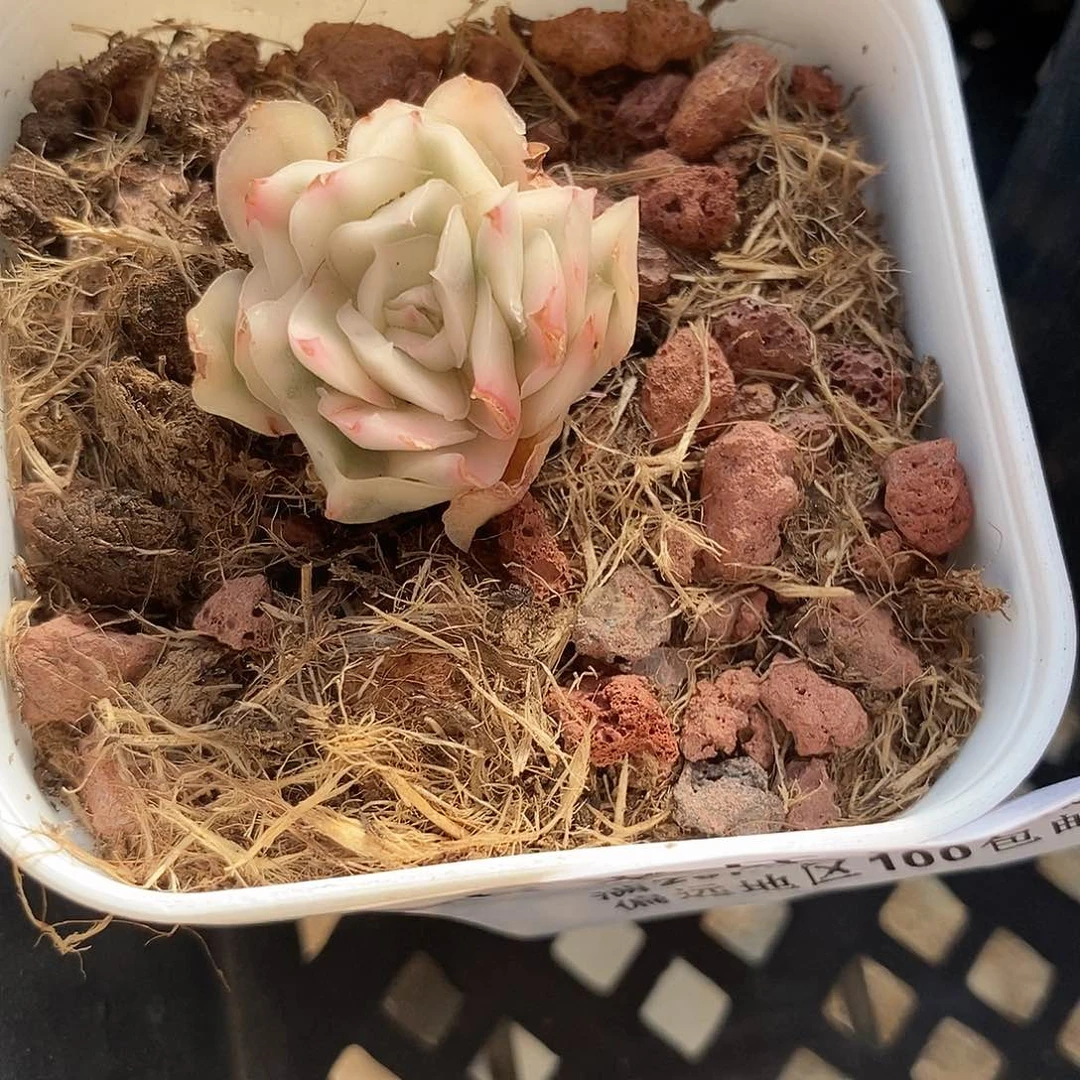 519紫蝴蝶锦多肉植物哇啦塞