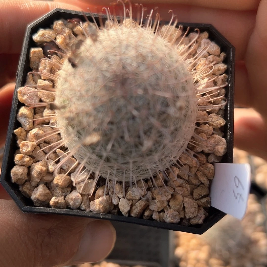 丰明殿，子播实生，仙人球，不含刺直径4.2厘米