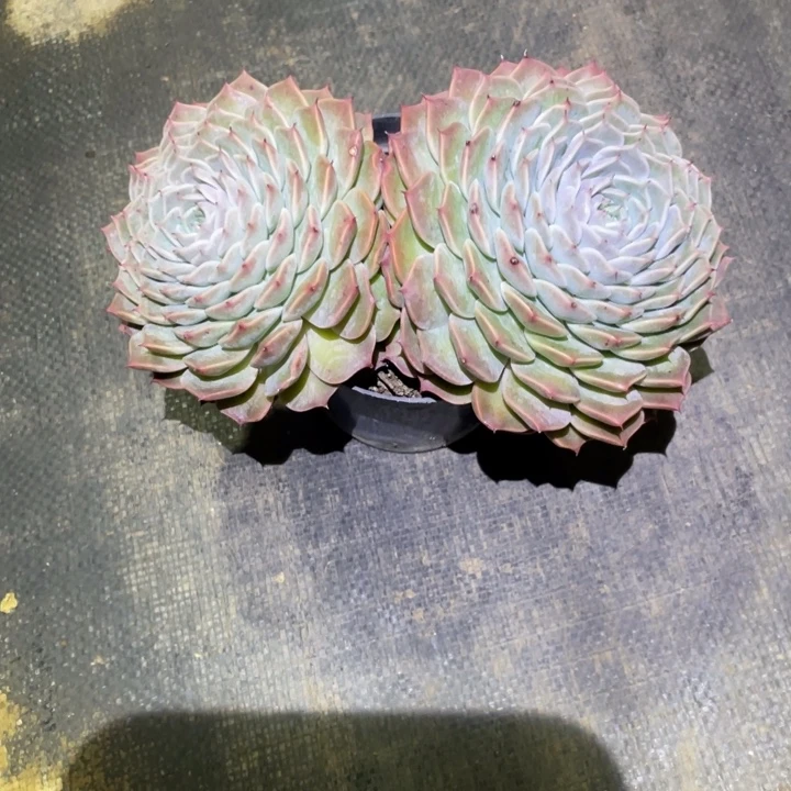 猪****欧版海林娜一物一拍