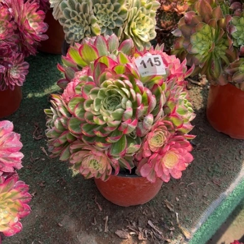 红*115海王手捧多肉，