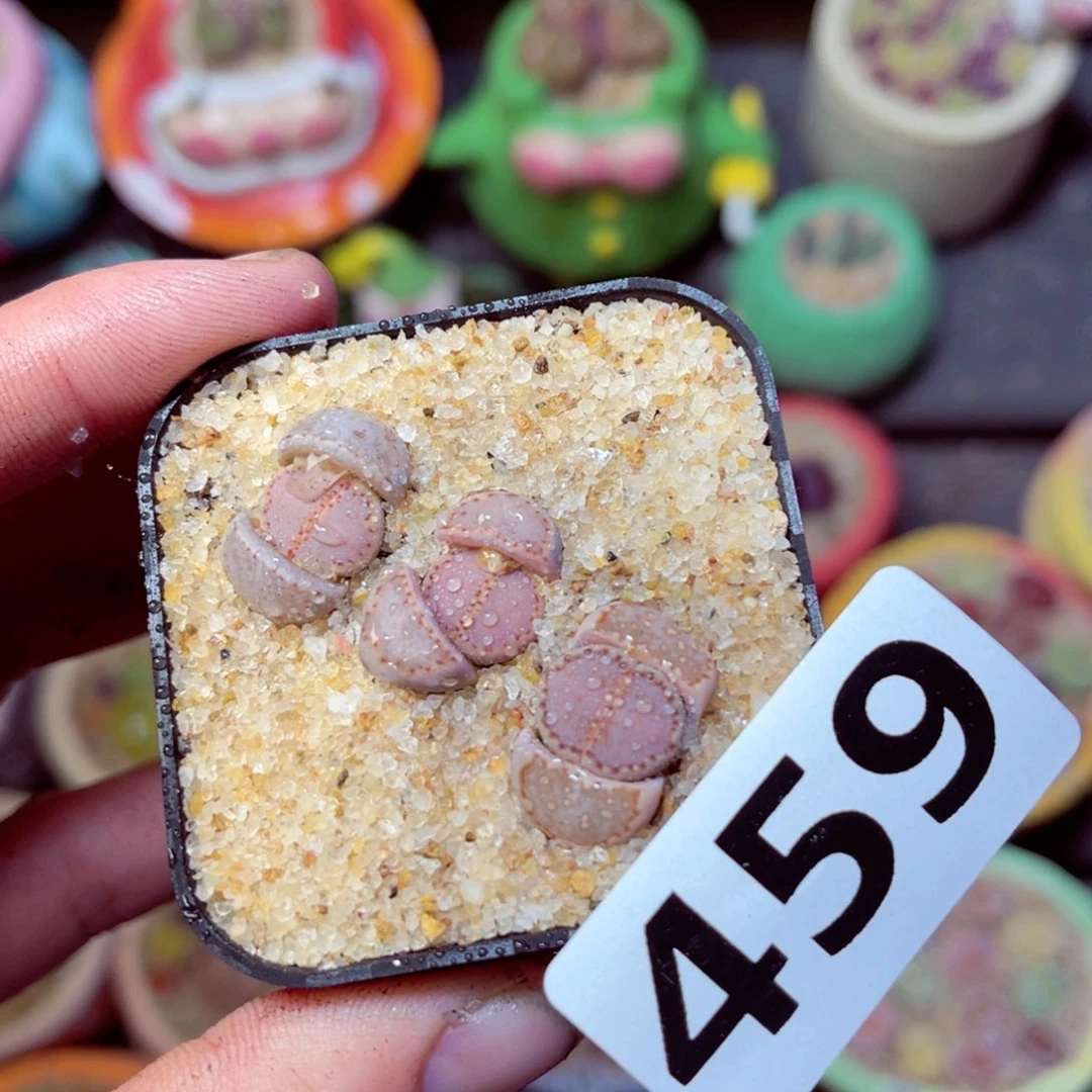 459生石花带盆发