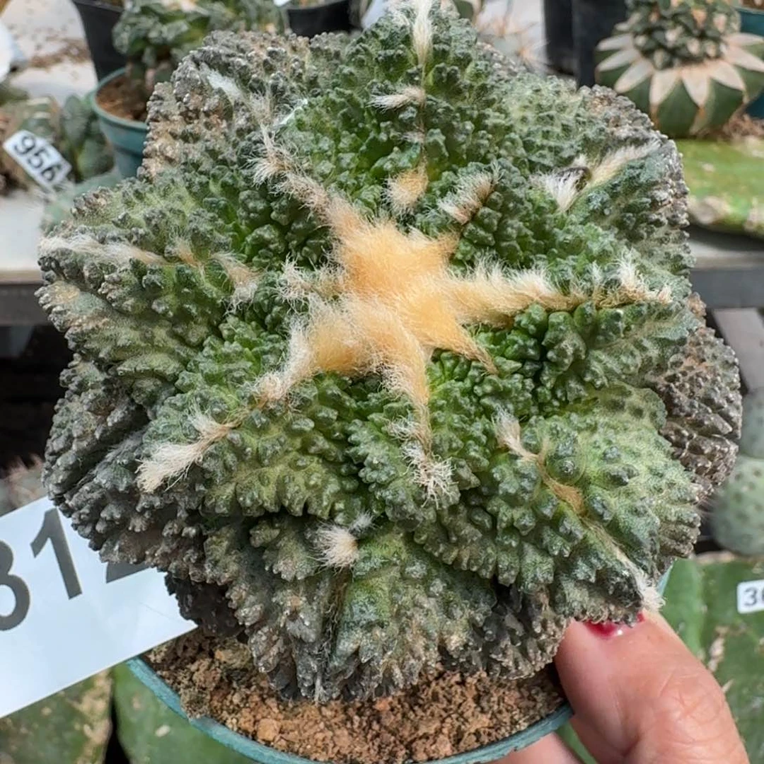 【闪购商品】无花朵福利十公分哥斯拉牡丹312