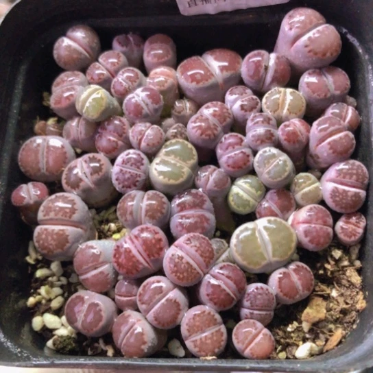 2656，10厘米盆如图紫李混