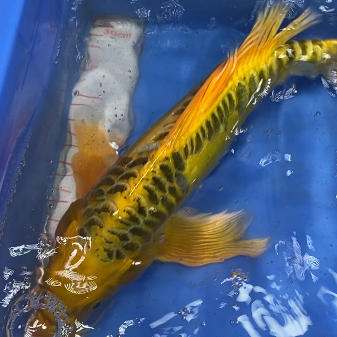 锦鲤冷水锦鲤包邮