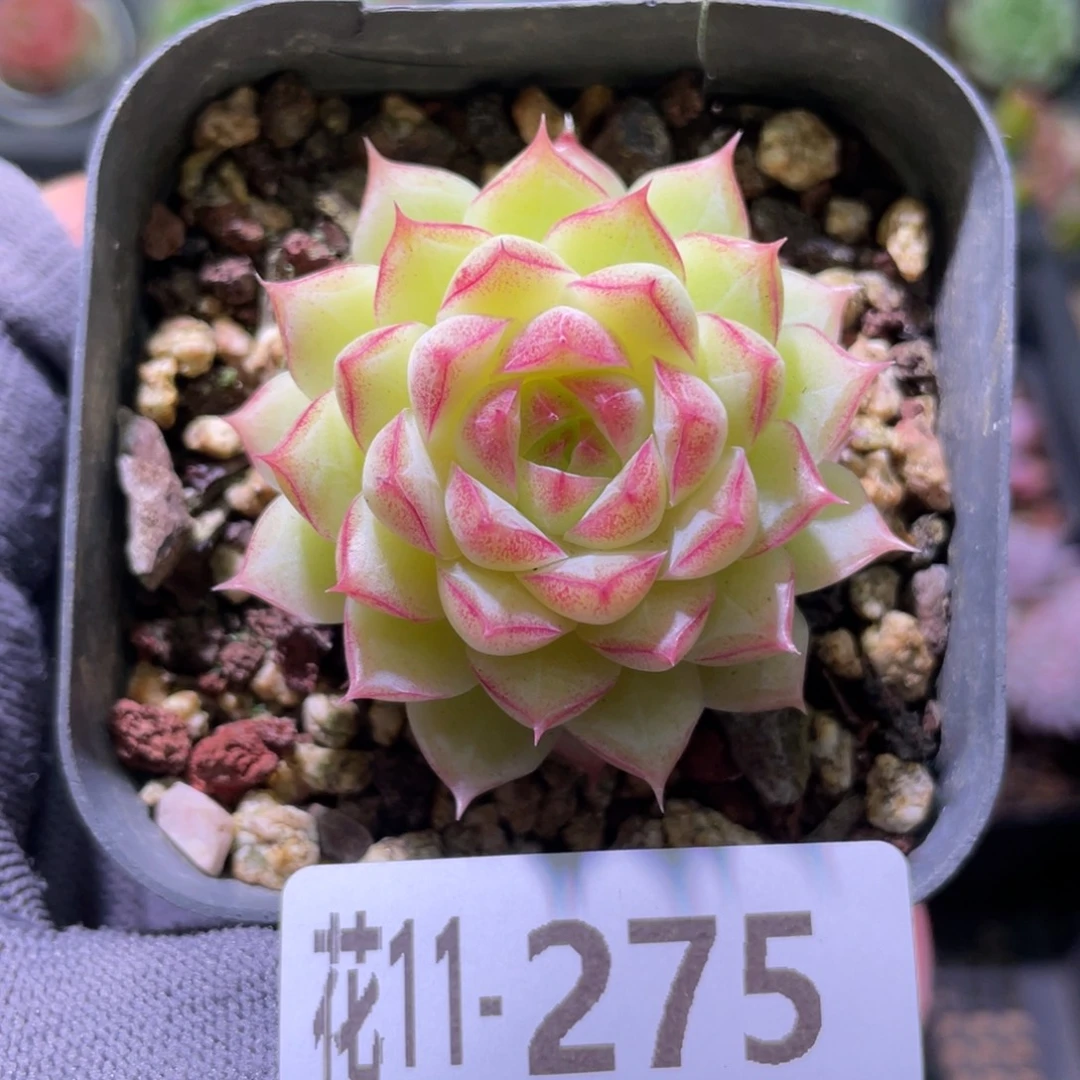花利美11-275女王