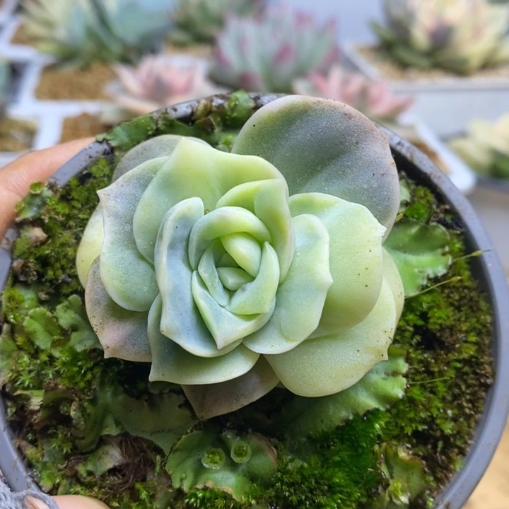 014可爱玫瑰锦锦锦锦锦锦锦