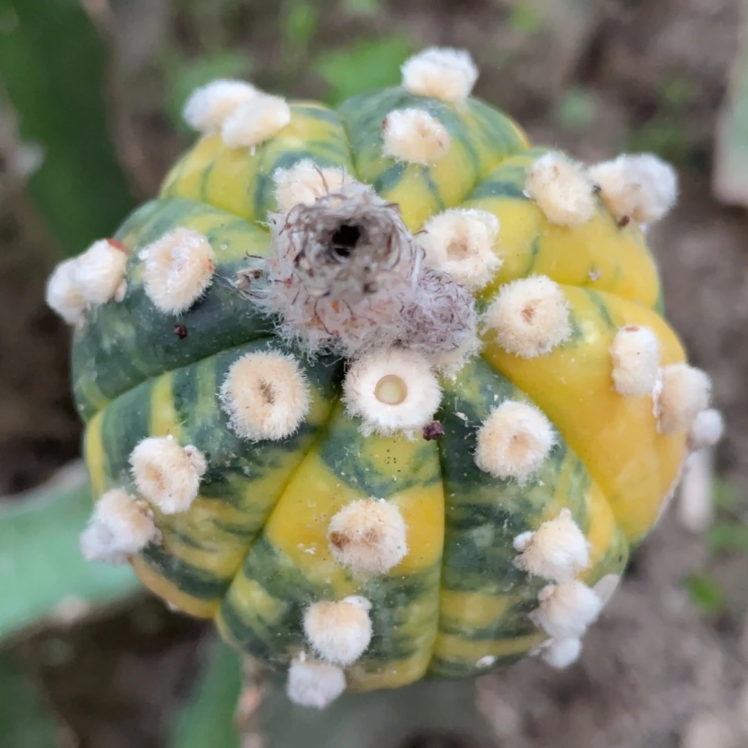 全部花朵散斑锦 高绒连星兜锦