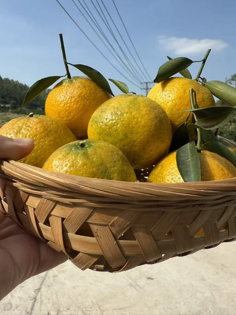 2025年自家果园正宗新会柑驳枝二红鲜果新鲜水果三江（晒皮专用）