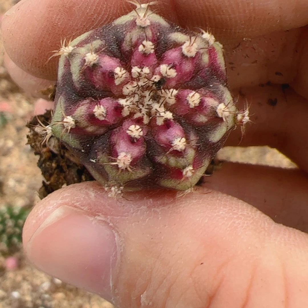 静***0当前无花栽培后可以开花