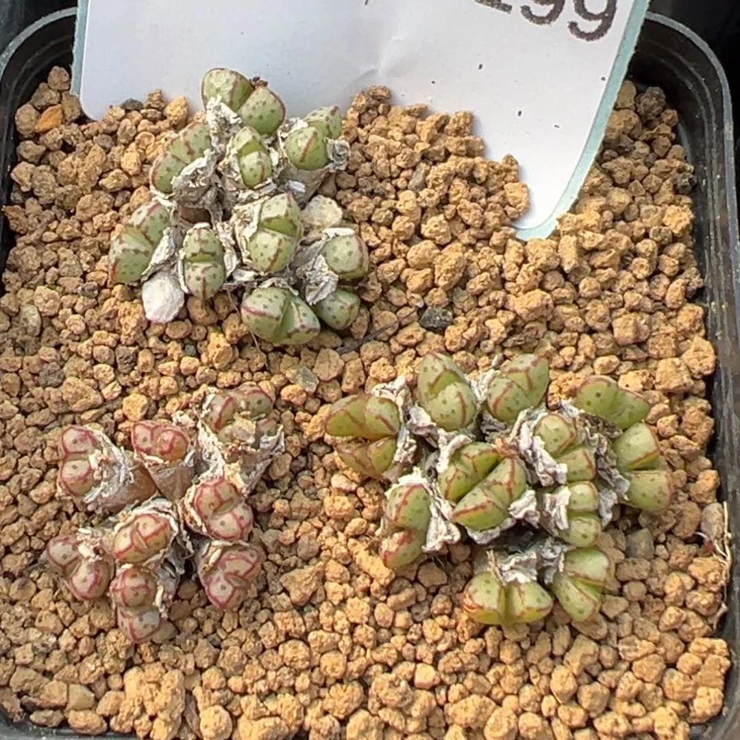 28-199肉锥多肉植物