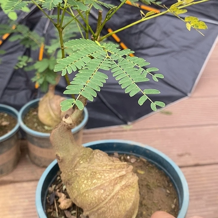 当前无花栽培后可以开花