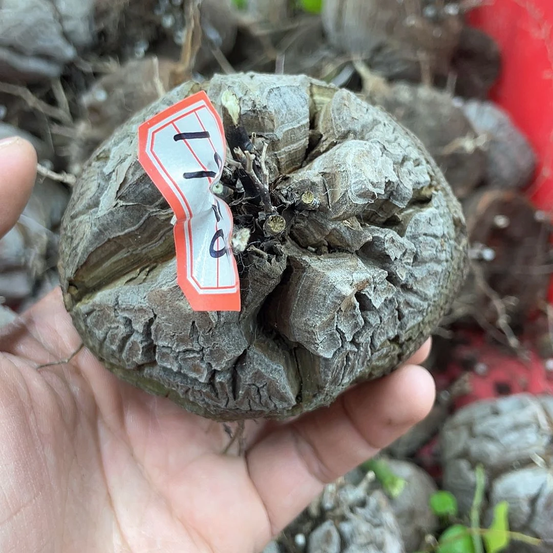 龟甲龙一物一拍1958号9.5cm