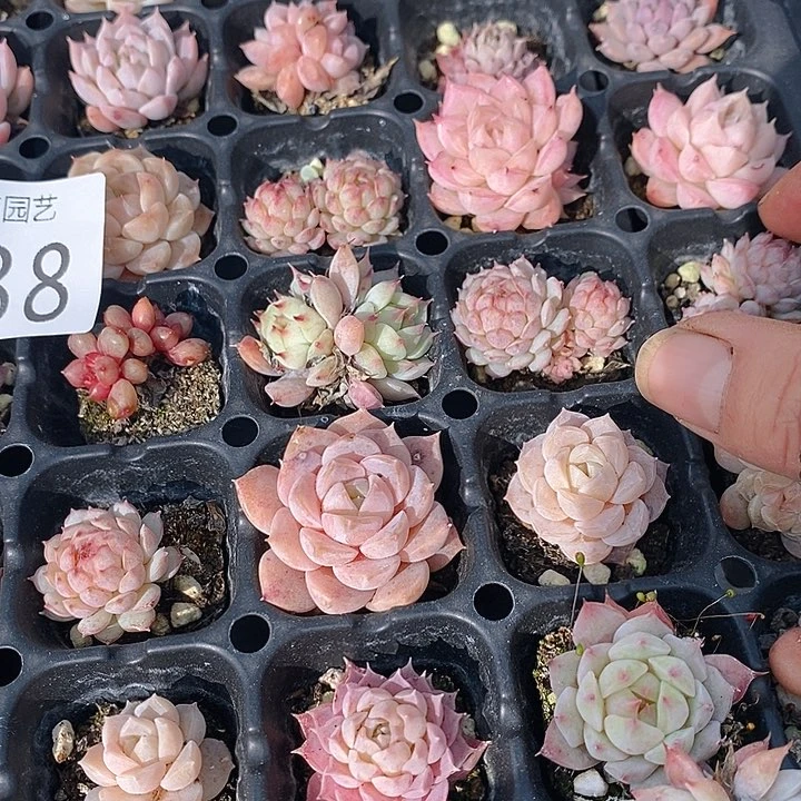 288 多肉植物盆栽花卉植物