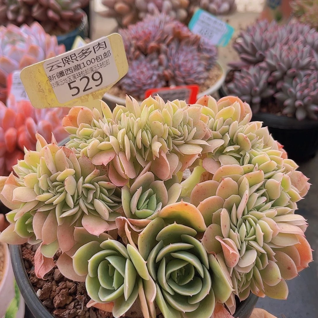 529星娜塔缀多肉植物