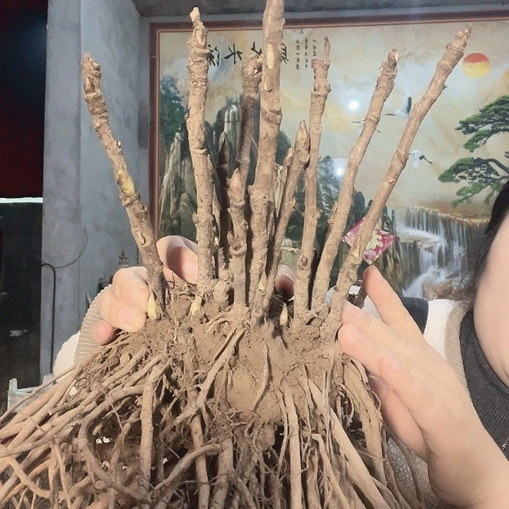 完全开放牡丹花开