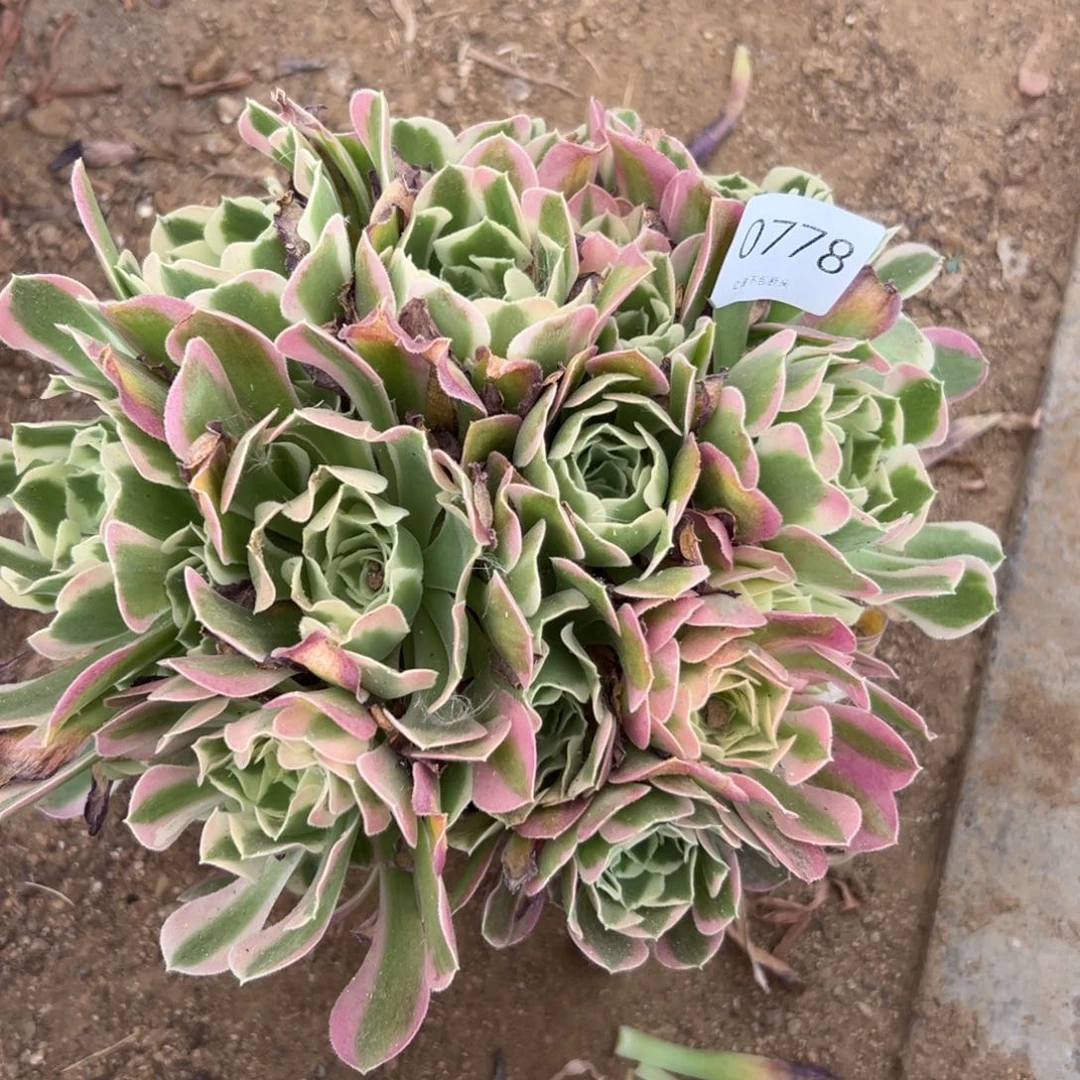 778多肉    雨花石