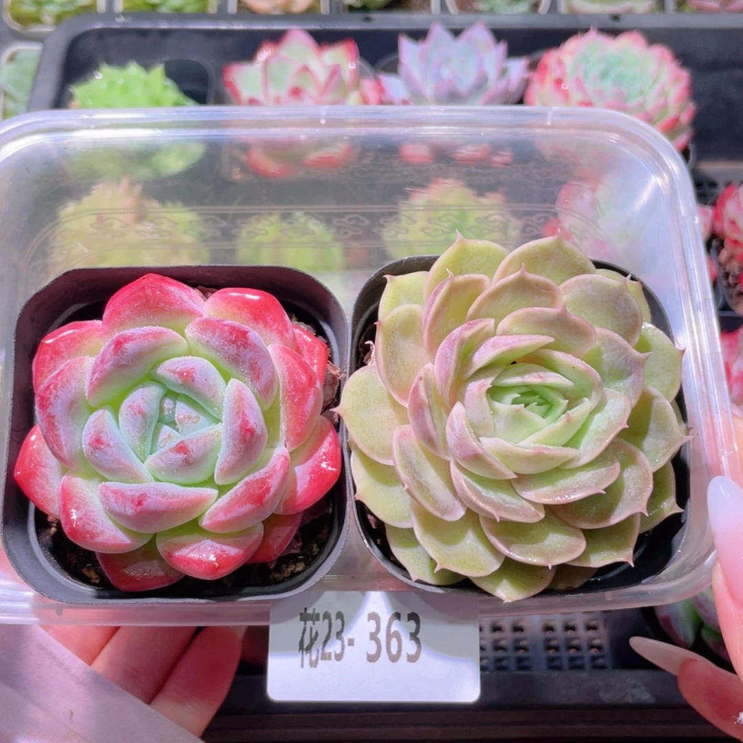 花利美23-363冰糖➕昂斯诺