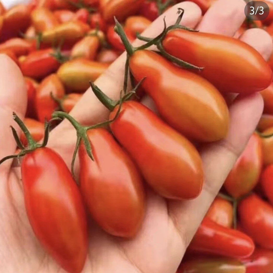 嘎嘎甜的409小番茄 爽口多汁 沈阳京东发货