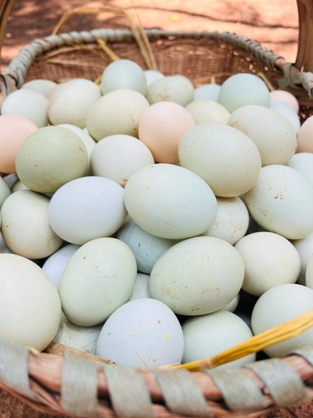 农家散养50枚新鲜土鸡蛋（绿壳粉壳混装 ）