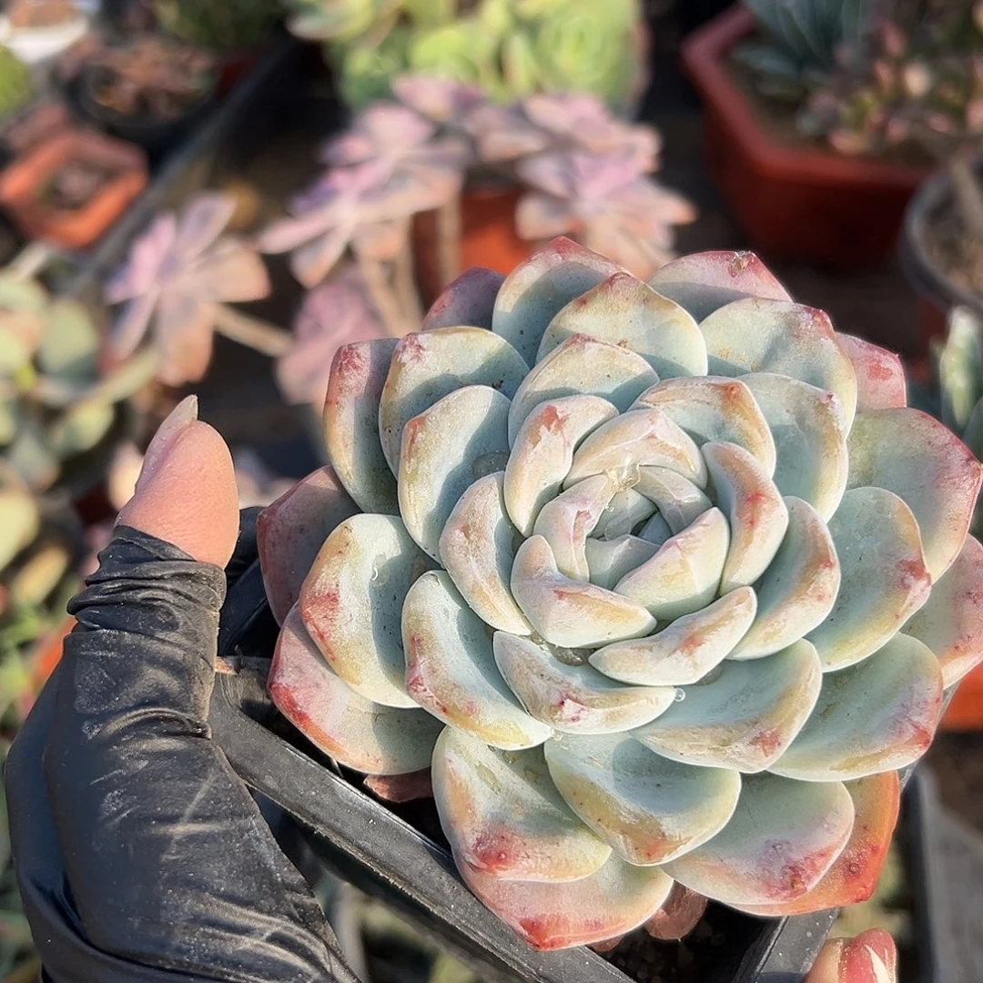 多肉植物冰玉单头