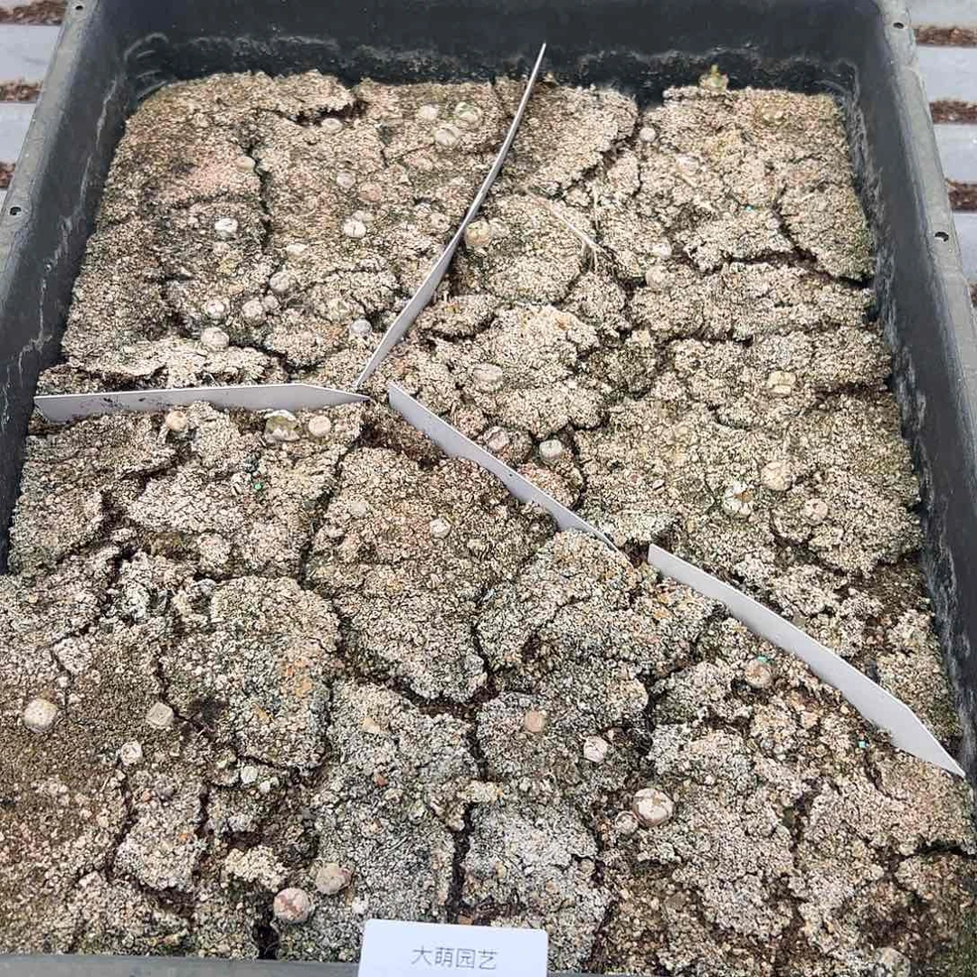 量拍以下1份烧麦脱土发默认有疤，509