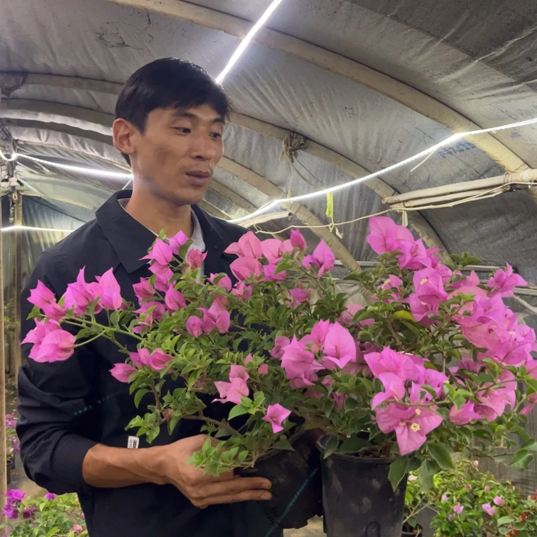 完全开放（金普奇）三角梅会落花落叶会光杆苗有大有小