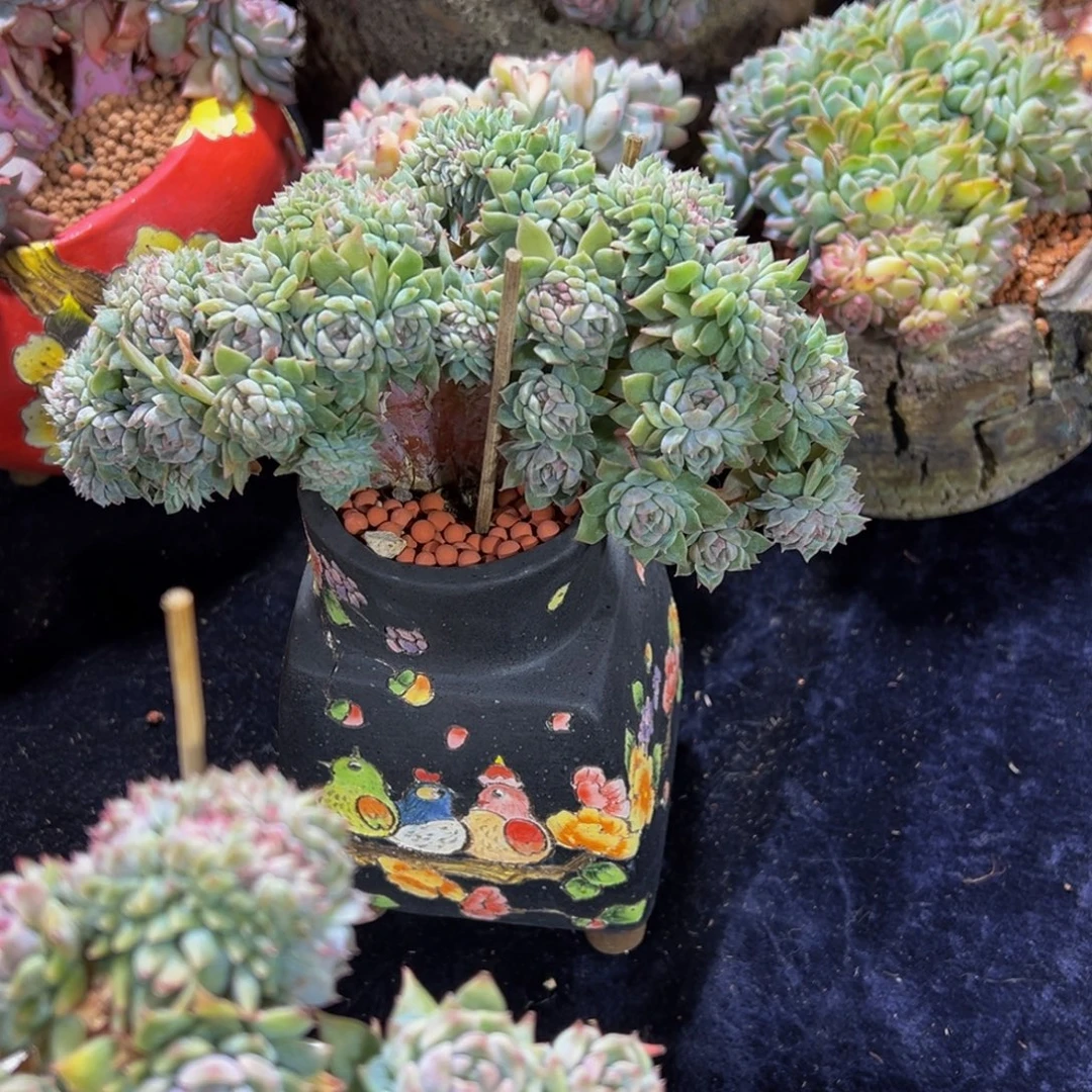 桃****紫心山茶花冰魄缀