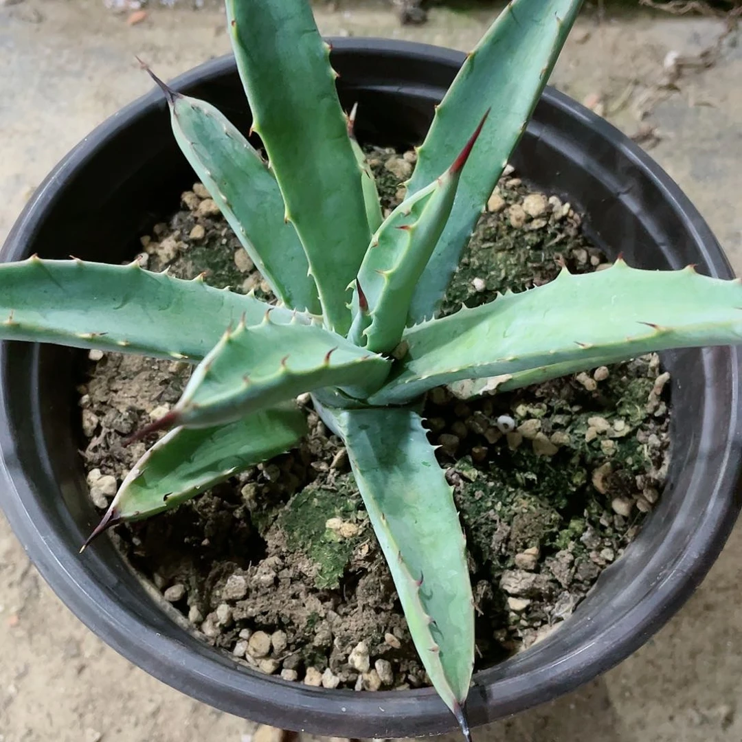 十*～排刺绿肌八荒殿小苗龙舌兰