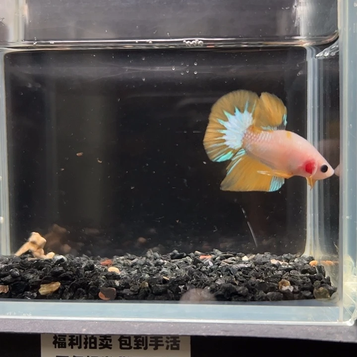 斗鱼竞拍跑单拉黑26日59