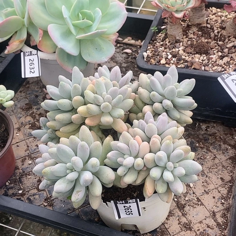 【闪购商品】粉色恋人2635