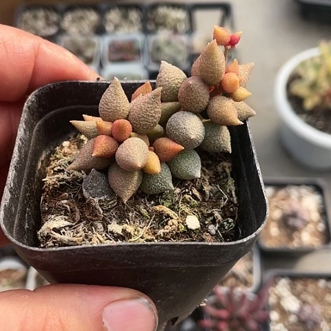 小辣椒12.8一盆多肉植物