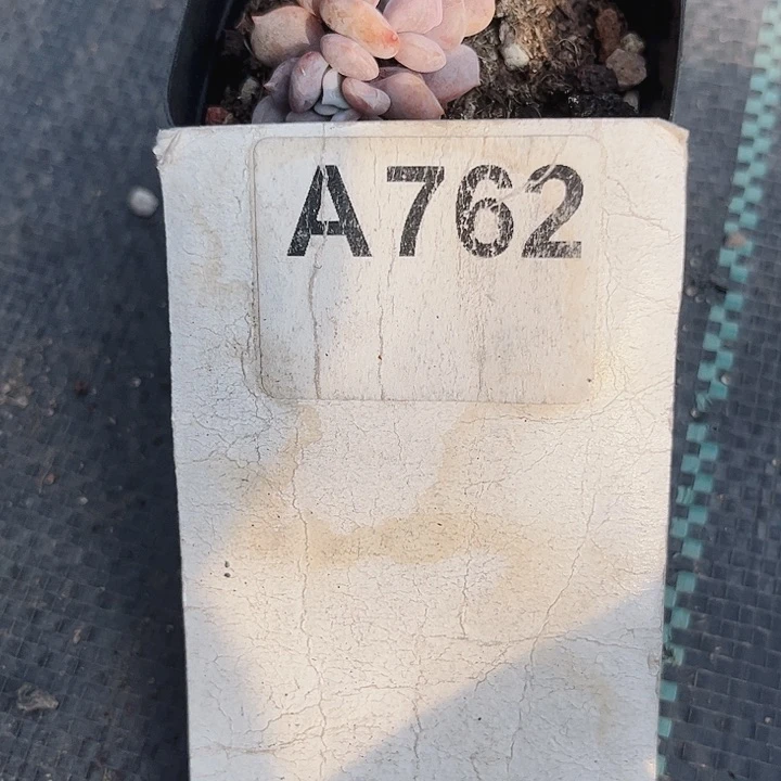 兮*宝762密密麻麻密密麻麻