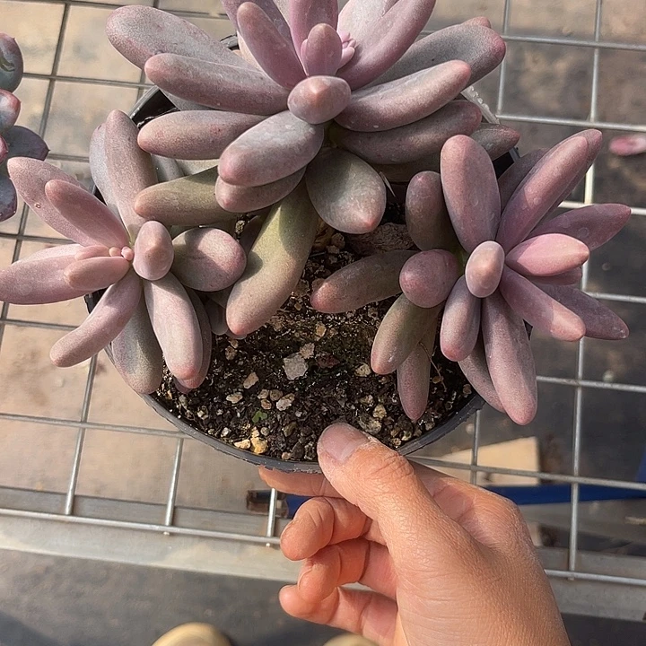 花***@两单包邮，一物一拍，