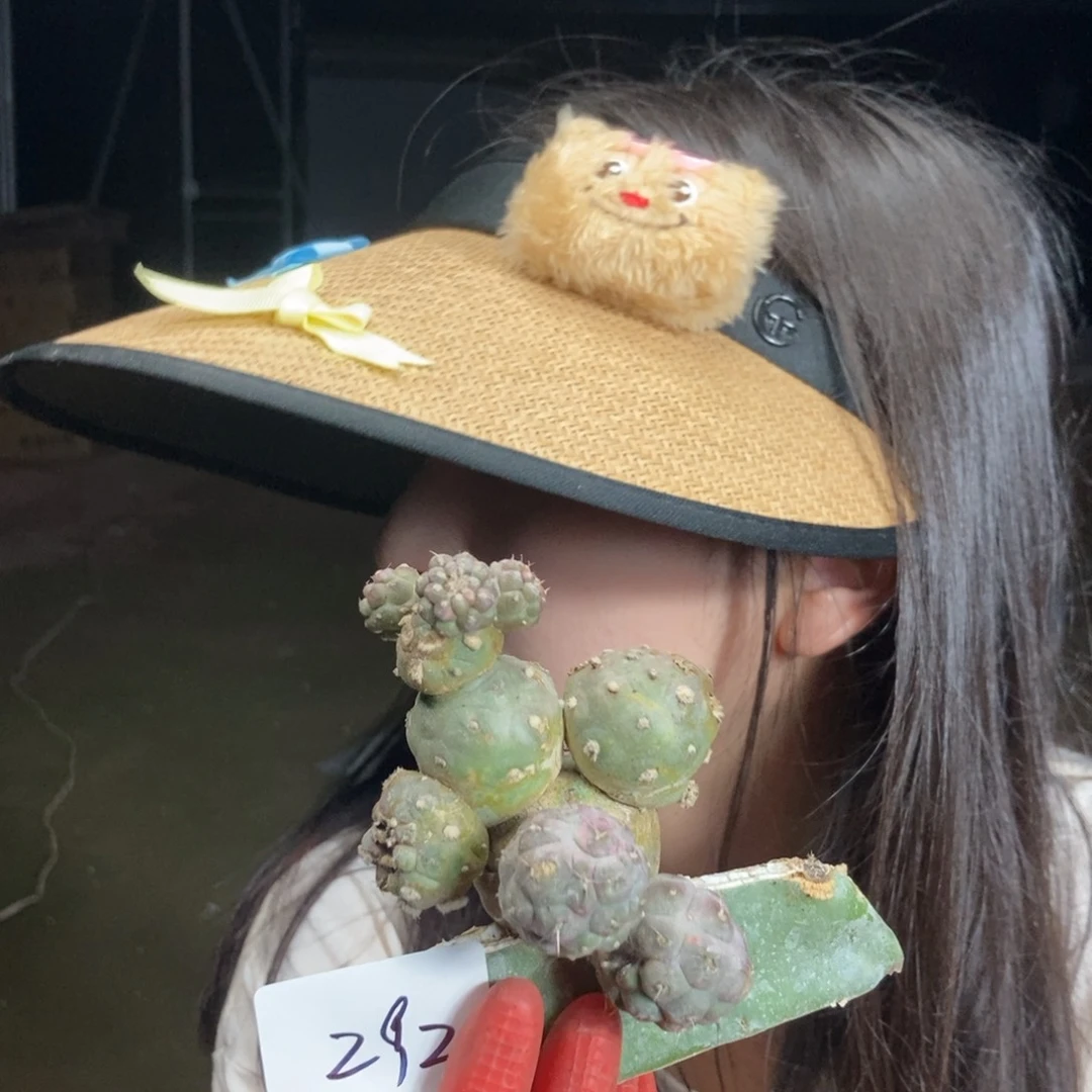 292 一物一拍仙人球