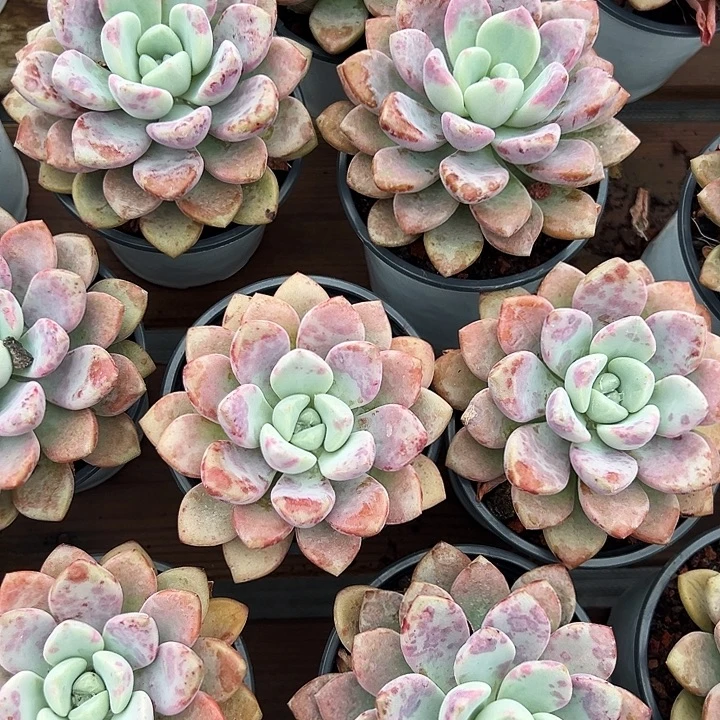 大单头         花斑露