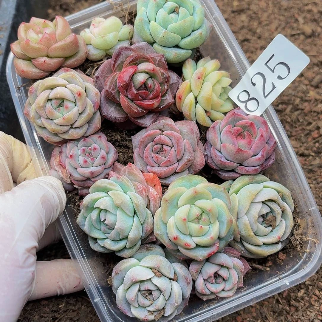 多肉植物多肉植物825