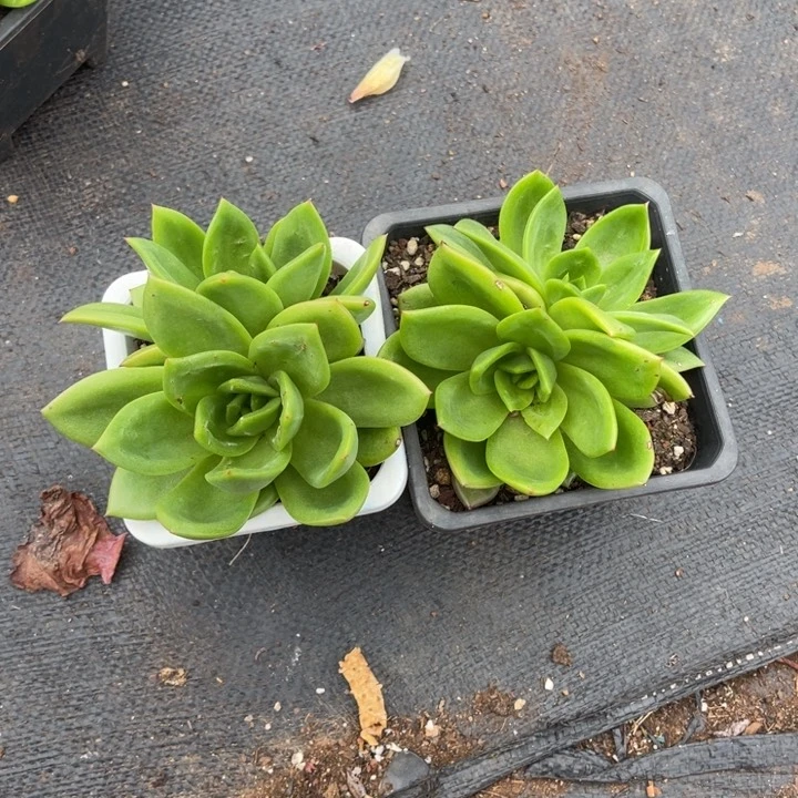 翠花一物一拍多肉