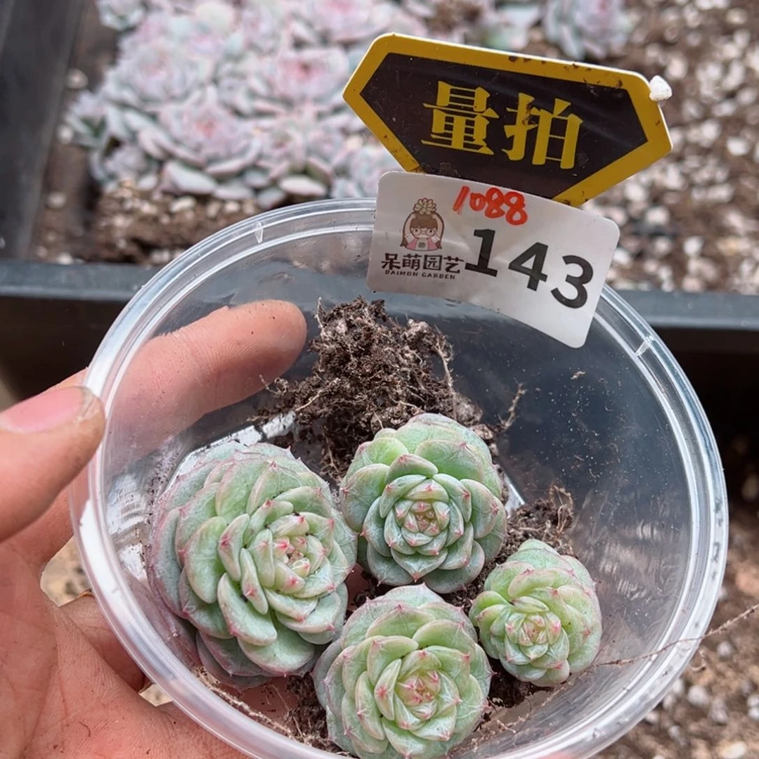 多肉植物多肉植物