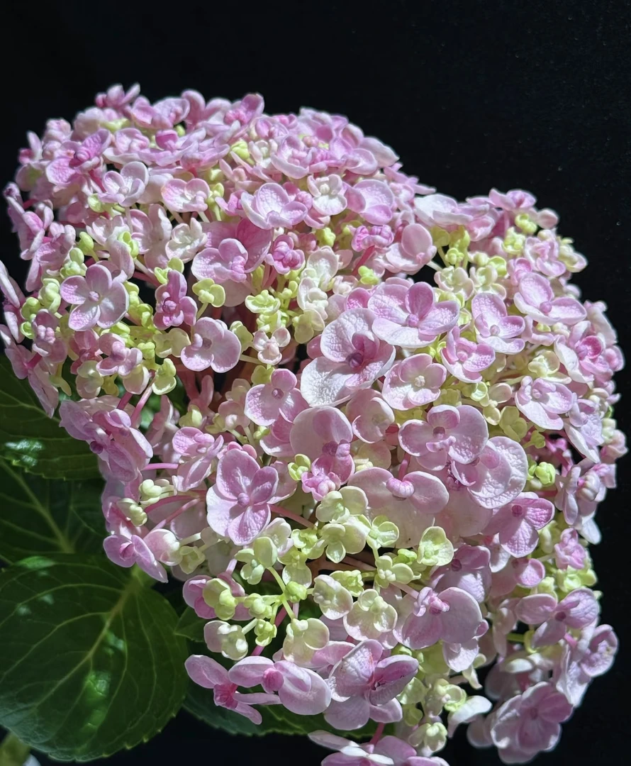 【艾莎】爆米花绣球中性土开梦幻粉酸性开蓝色阳台庭院盆栽地栽 2