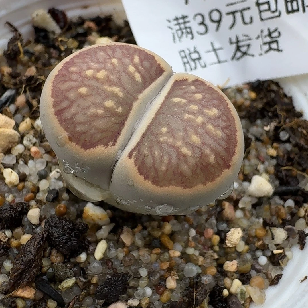 501多肉哈哈哈哈哈哈哈哈