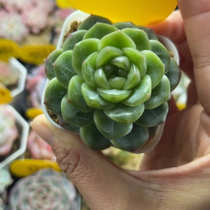 独家x7珍妮单头5401