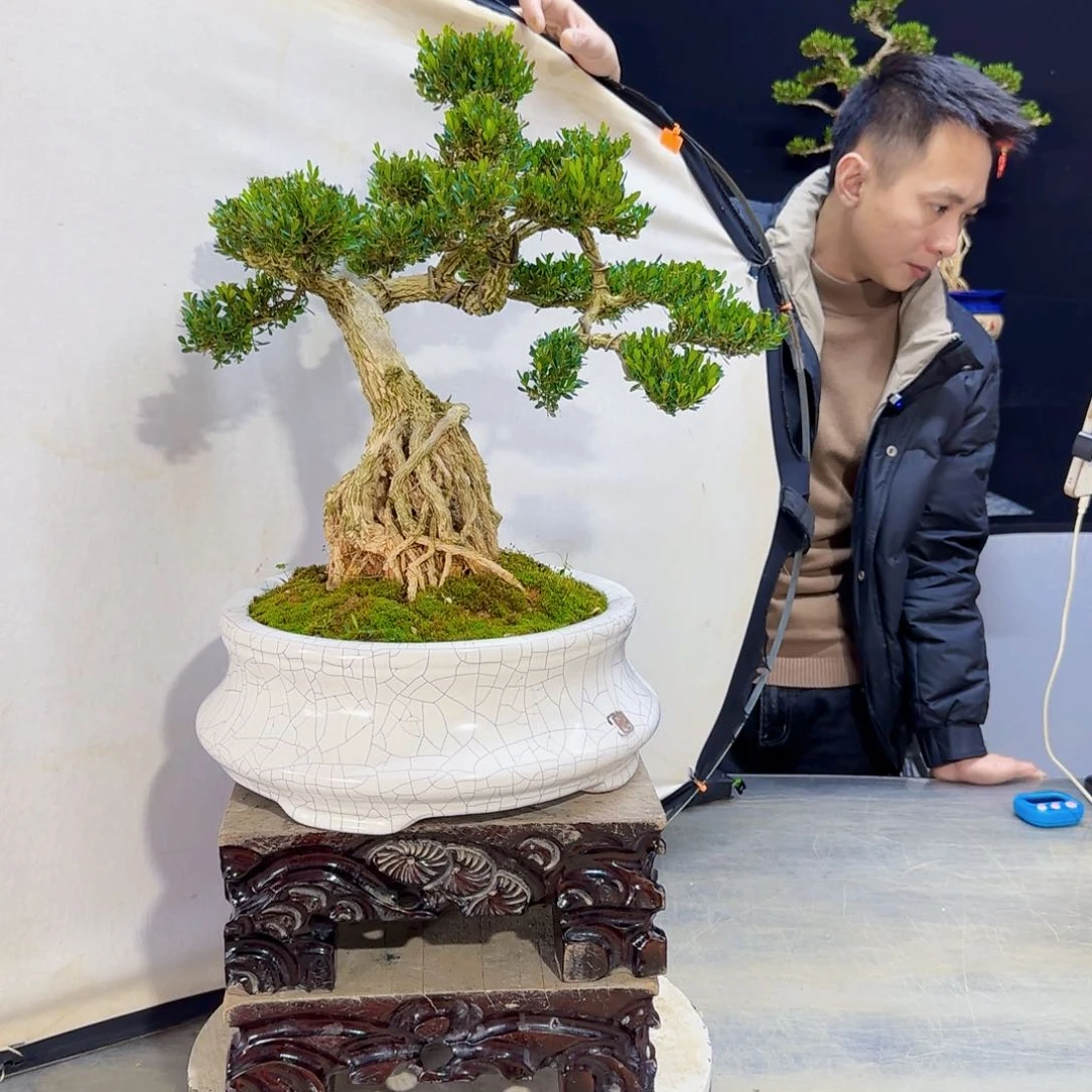 高端盆景艺术作品