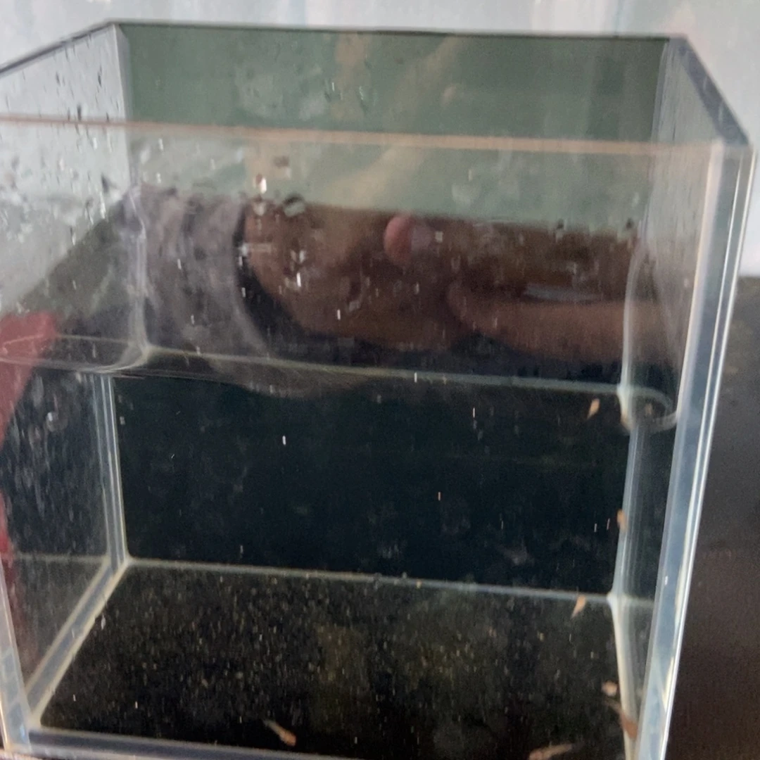 斗鱼包活不包损所见即所得196