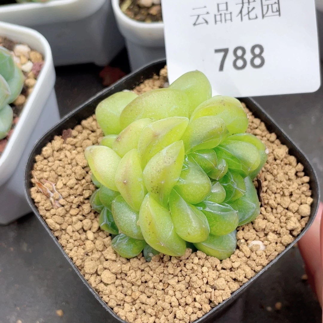 788号糖心冰心珍妮