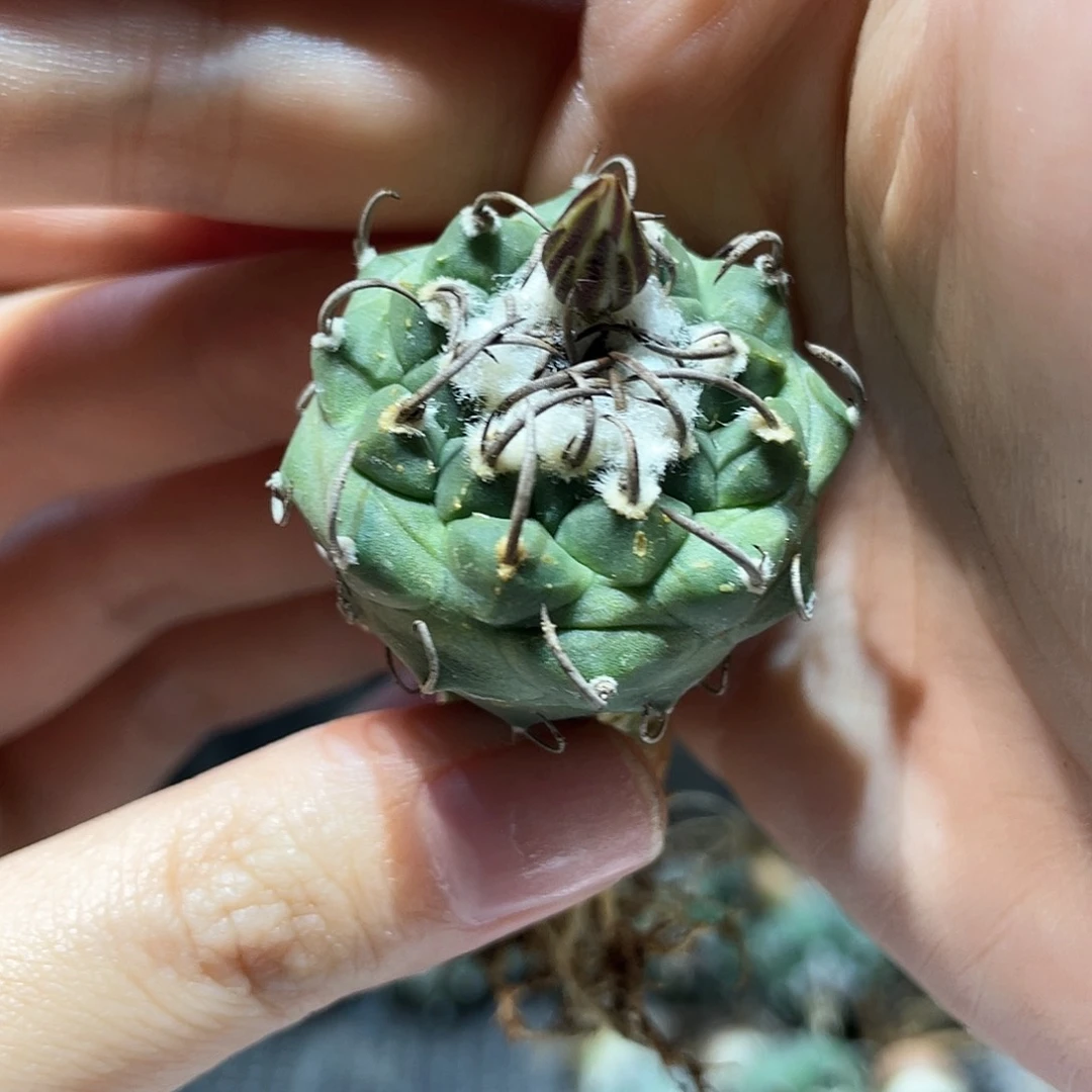 3.5cm实生控养老升云龙