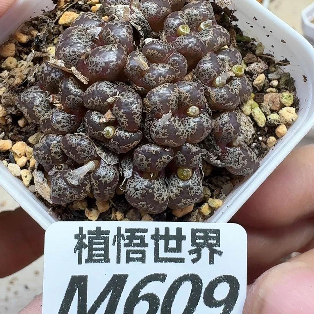 多肉植物的润泽地是fg